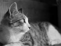 Image de chat