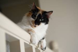 Image de chat